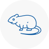 Rat Control Cricklewood