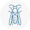 Cricklewood Wasp Nest Removal